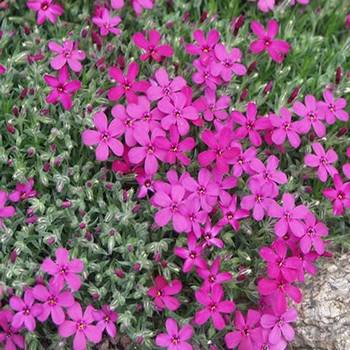 Флокс Phlox douglasii ‘Ochsenblut’